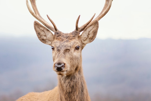 Cervo selvatico catturato nella foresta