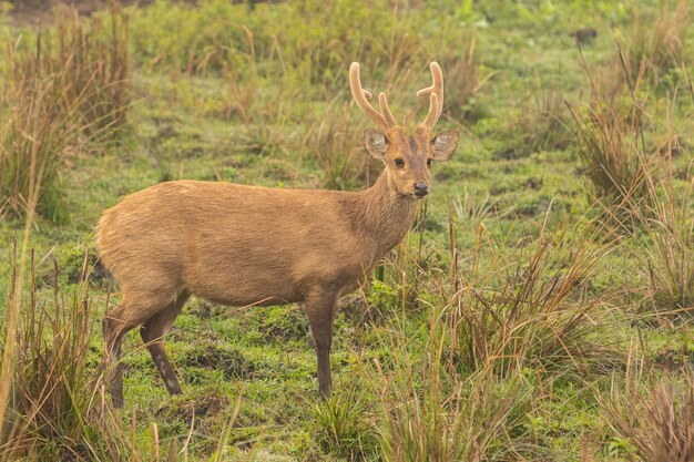 Cervo suino sulla prateria di Kaziranga in Assam