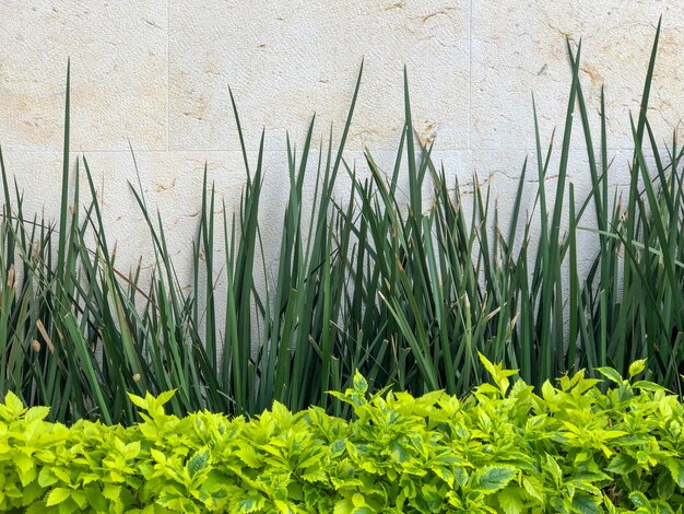 Cespugli e piante dal muro bianco in un giardino