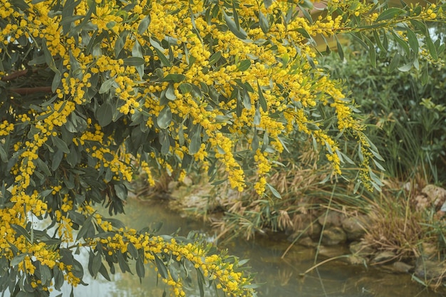 Cespuglio di robinia dorata in fiore su un canale nel parco messa a fuoco sfocata tempo di primavera Idea per lo sfondo con posto per il tempo del testo per vacanze o viaggi Spazi urbani o parchi