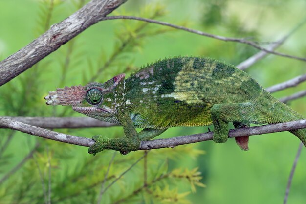 Chameleon fischer closeup su albero camaleonte fischer camminando su ramoscelli camaleonte fischer closeup