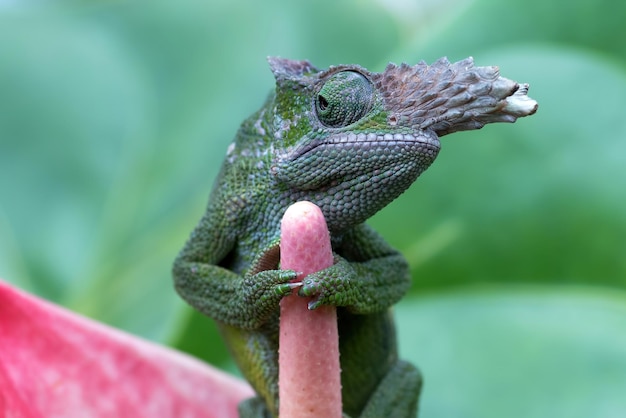 Chameleon fischer primo piano sull'albero camaleonte fischer che cammina sui ramoscelli