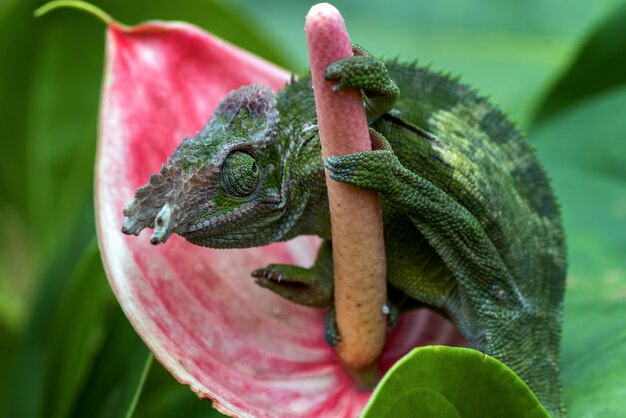 Chameleon fischer primo piano sull'albero camaleonte fischer che cammina sui ramoscelli