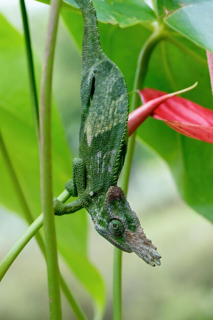 Chameleon fischer primo piano sull'albero camaleonte fischer che cammina sui ramoscelli