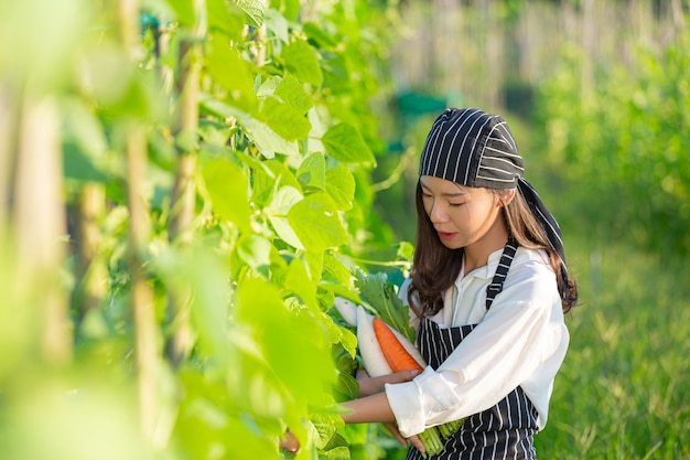 Chef che raccoglie prodotti freschi dalla fattoria biologica