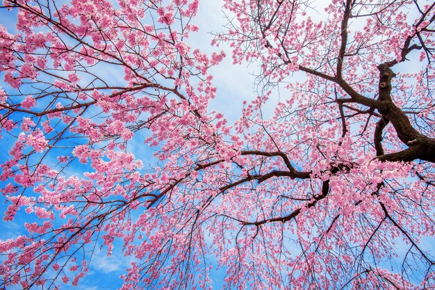 Cherry Blossom con Soft focus, stagione Sakura in primavera.