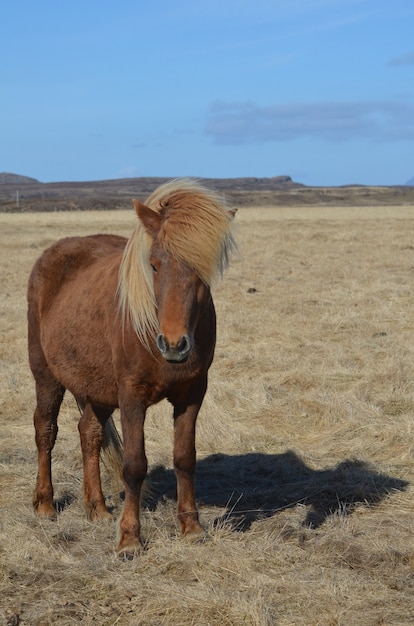 Chestnut cavallo islandese in piedi in un campo in un allevamento di cavalli con la sua criniera soffiata dal vento.