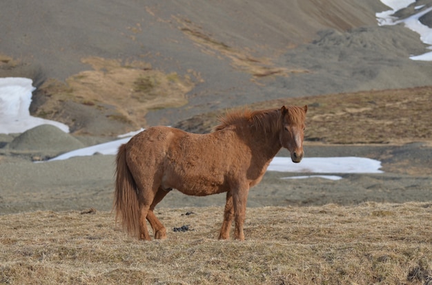 Chestnut cavallo islandese in piedi in un campo sulla penisola di Snaefellsnes.