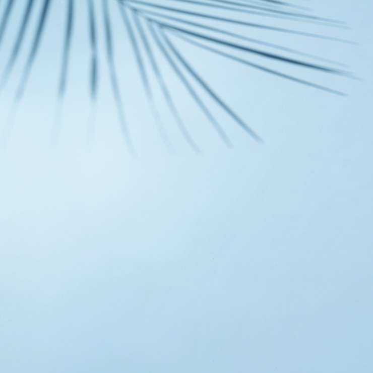 Foto gratuito chiaro cielo blu con ramo di foglie