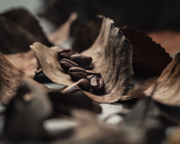 Chicchi di caffè su foglie marroni