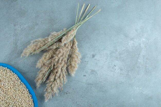 Chicchi di grano e piante su sfondo blu. Foto di alta qualità