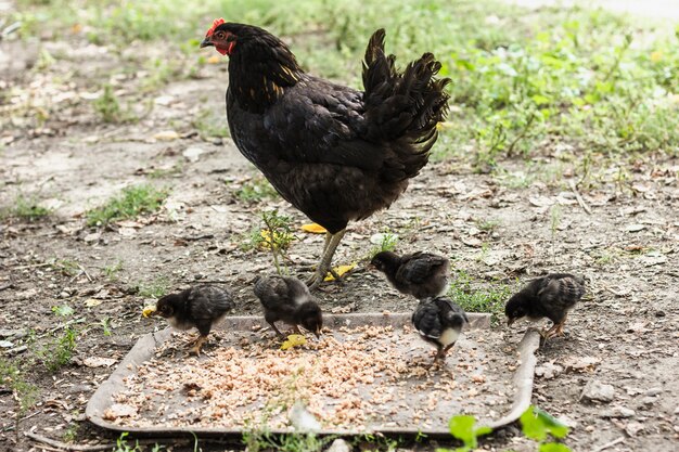 Chiken madre in cerca di wihle peepers che mangia