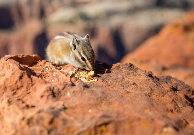 chipmunk