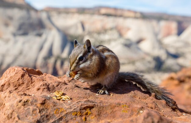 chipmunk