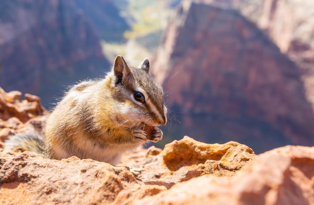 chipmunk