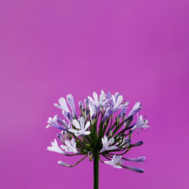 Chiuda in su dei fiori viola