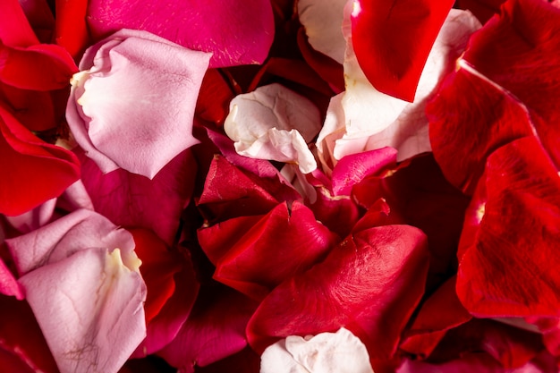 Chiuda in su dei petali di rosa naturali