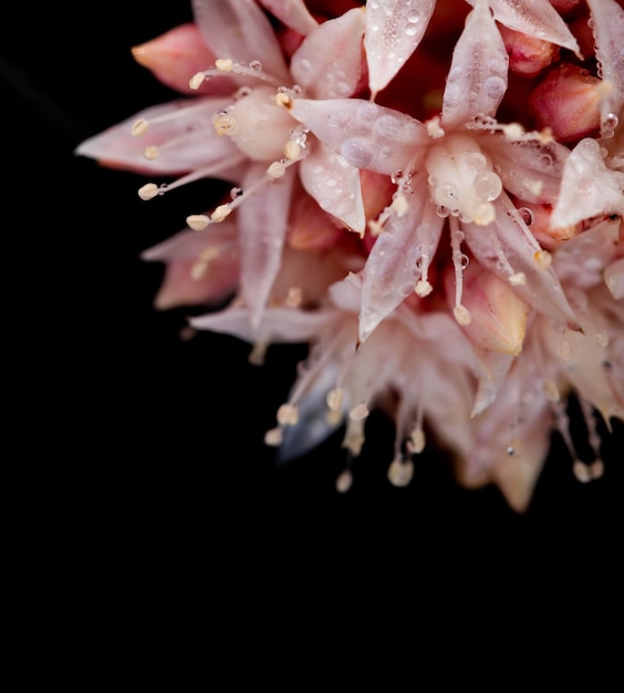 Chiuda in su del fiore dentellare