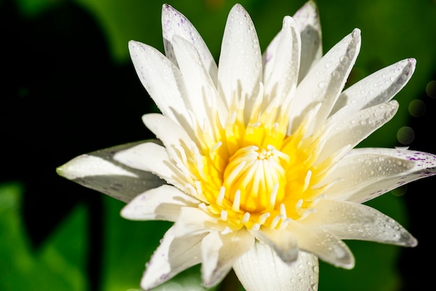 Chiuda in su del fiore nel giardino