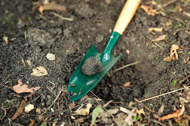 Chiuda in su del fungo e della pala del tartufo nella foresta