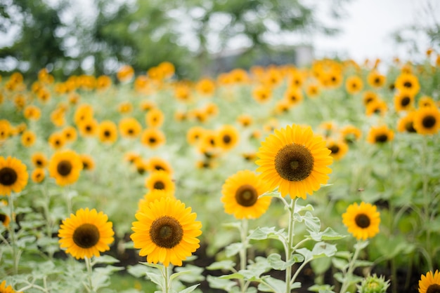 Chiuda in su del girasole di fioritura nel campo con priorità bassa vaga della natura.