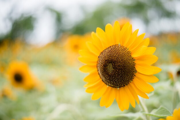 Chiuda in su del girasole di fioritura nel campo con priorità bassa vaga della natura.