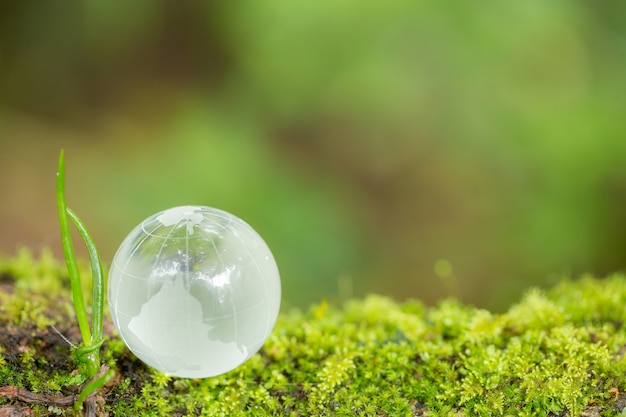 Chiuda in su del globo di vetro nella foresta.