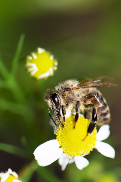 Chiuda in su dell'ape selvaggia che si siede su un fiore della camomilla. Polunazione della pianta di camomilla con un'ape operaia.