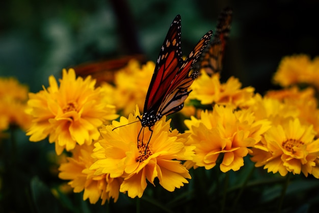 Chiuda in su della farfalla di monarca posseduta sui fiori gialli del giardino