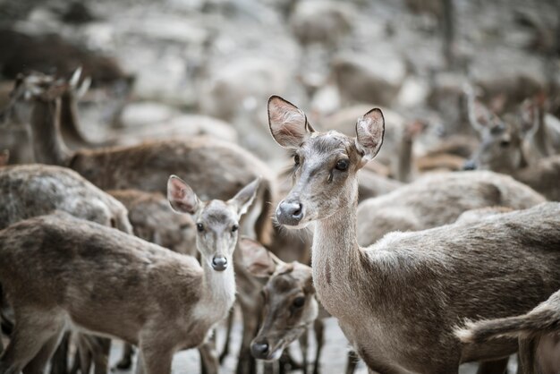 Chiuda in su della mandria di cervi. Concetto di animali