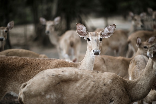 Chiuda in su della mandria di cervi. Concetto di animali