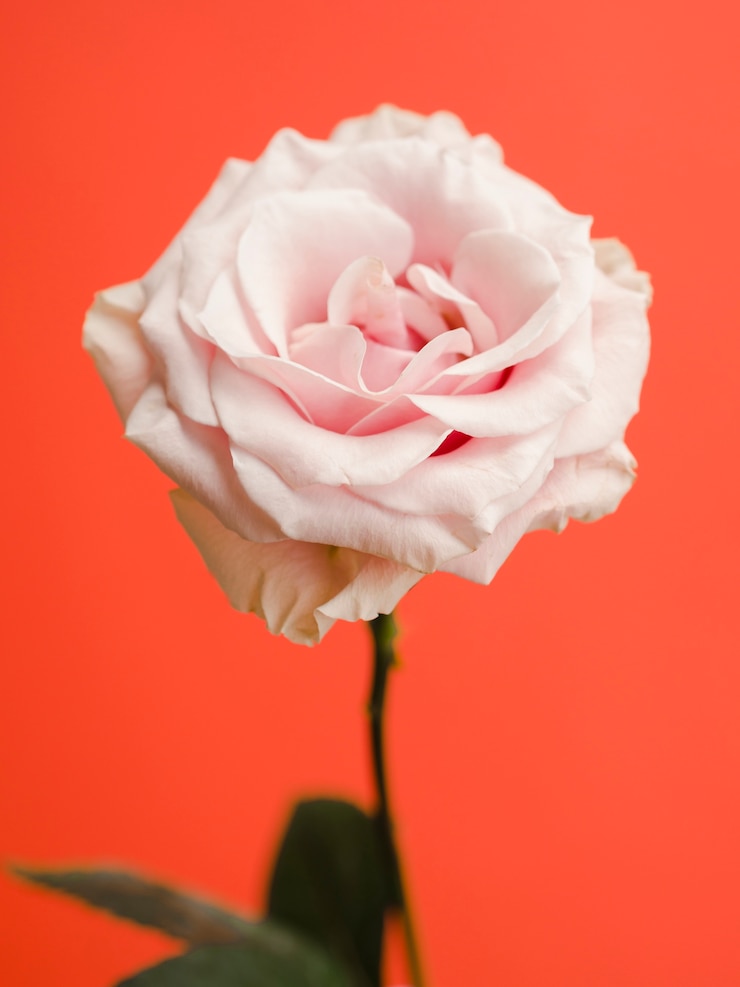 Foto gratuito chiuda in su della rosa elegante romantica