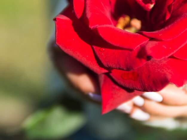 Chiuda in su della rosa rossa adorabile