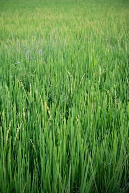 Chiuda in su delle risaie giallo verde.