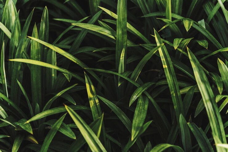 Foto gratuito chiuda in su di erba verde fresca