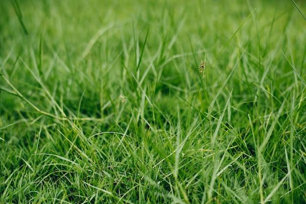 Chiuda in su di erba verde