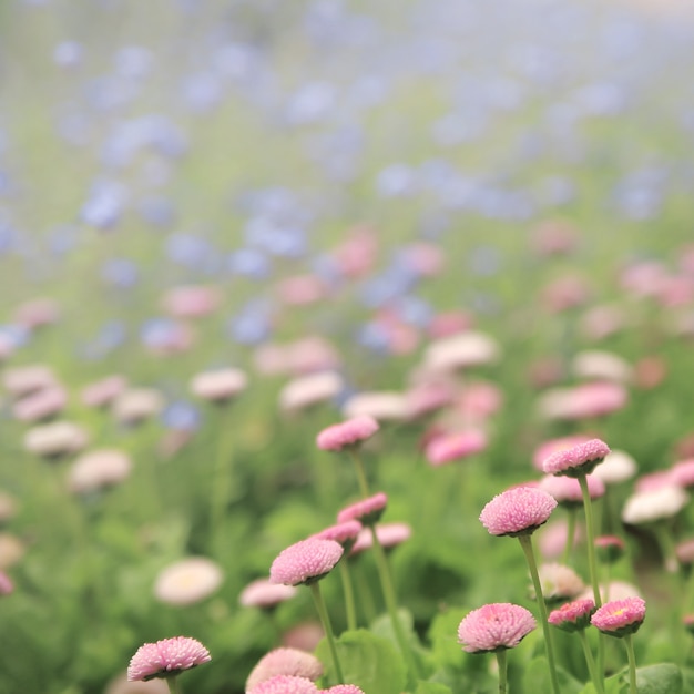 Chiuda in su di piccoli fiori viola.