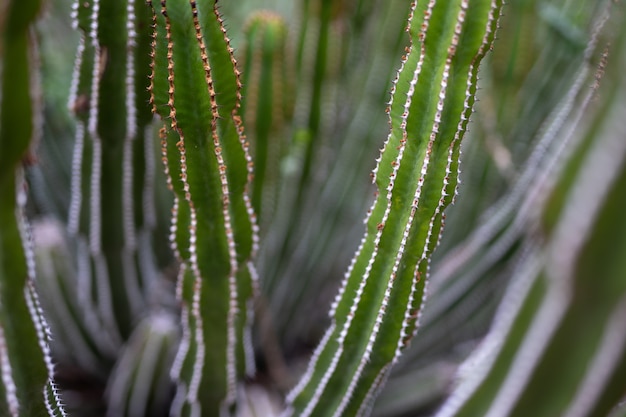 Chiuda in su di un cactus nella natura