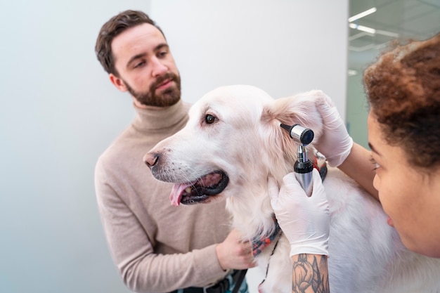 Chiuda in su medico che controlla l'orecchio del cane