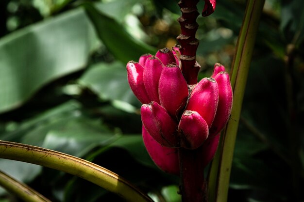 Chiuda sui fiori tropicali rossi con fondo vago