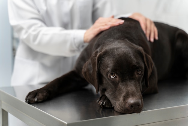 Chiuda sul cane che accarezza il medico