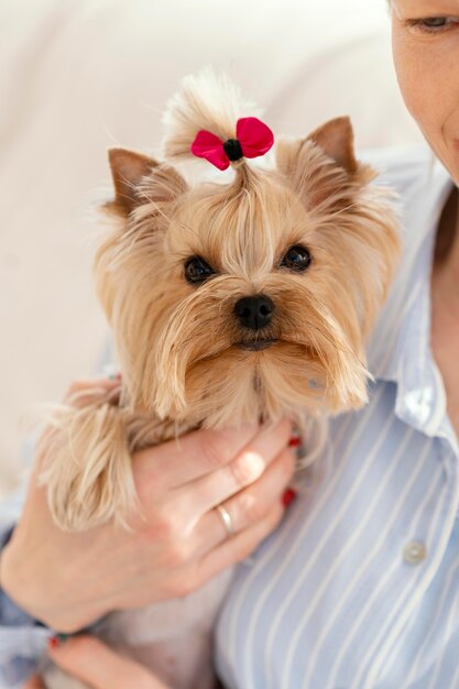 Chiuda sul cane della holding del proprietario