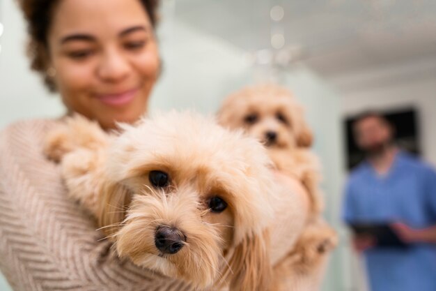 Chiuda sul cane sfocato della holding della donna