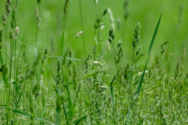 Chiuda sul colpo di erba in un campo