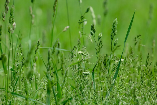 Chiuda sul colpo di erba in un campo