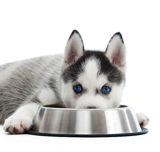 Chiuda sul colpo di piccolo cucciolo adorabile del husky siberiano con gli occhi azzurri che si trovano vicino alla sua ciotola dell'alimento isolata su bianco.