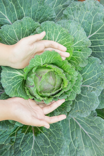 Chiuda sul coltivatore della mano in giardino durante il fondo dell&#39;alimento di mattina