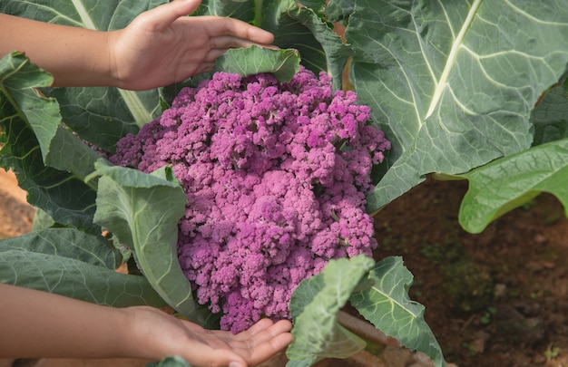 Chiuda sul coltivatore della mano in giardino durante la mattina