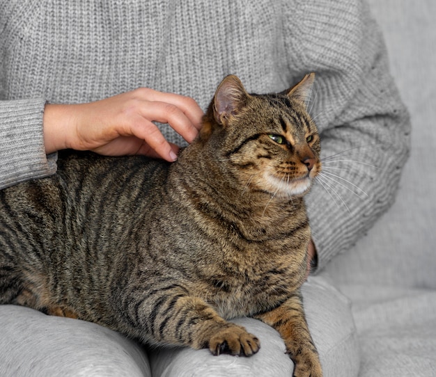 Chiuda sul gatto di graffio del proprietario