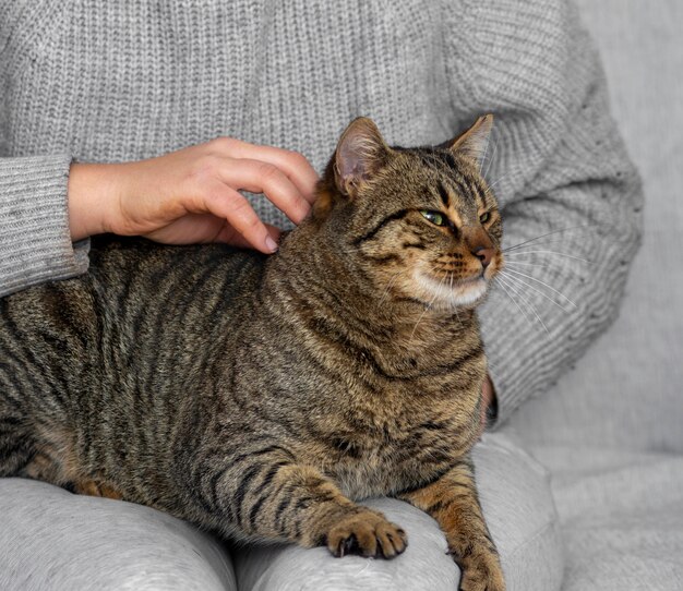 Chiuda sul gatto di graffio del proprietario